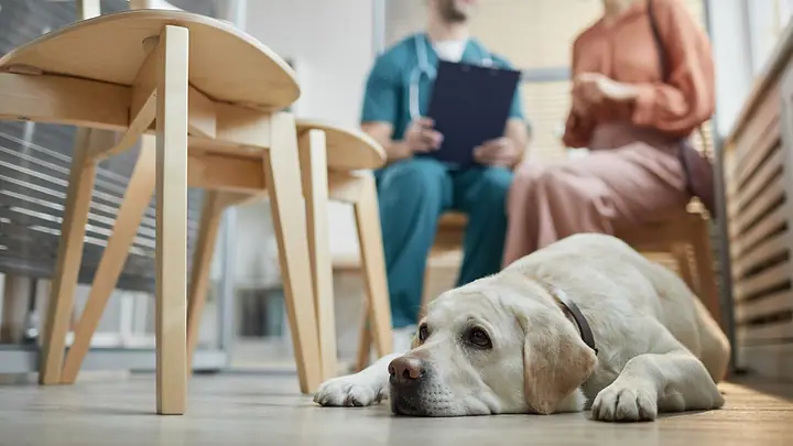 5 Razões para Escolher o Atendimento Veterinário Domiciliar para Seu Pet