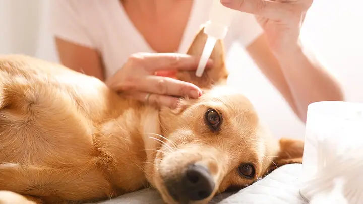 veterinario em casa