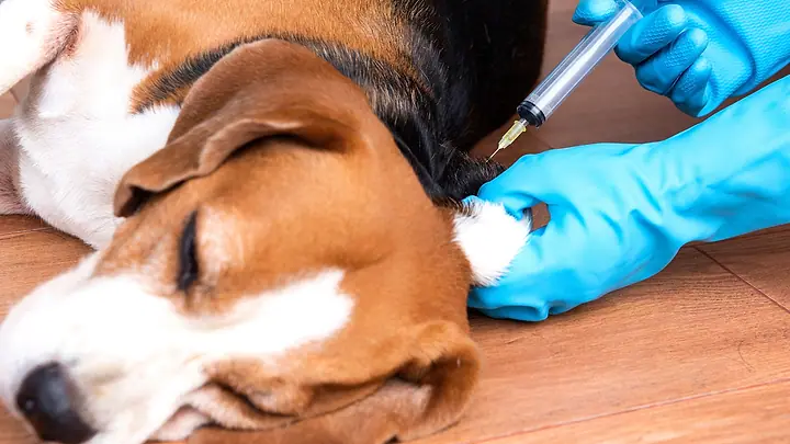 Guia Completo de Vacinação para Pets Mantenha seu Animal Saudável e Protegido
