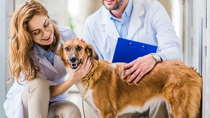 Quanto custa um veterinário domiciliar em São Paulo